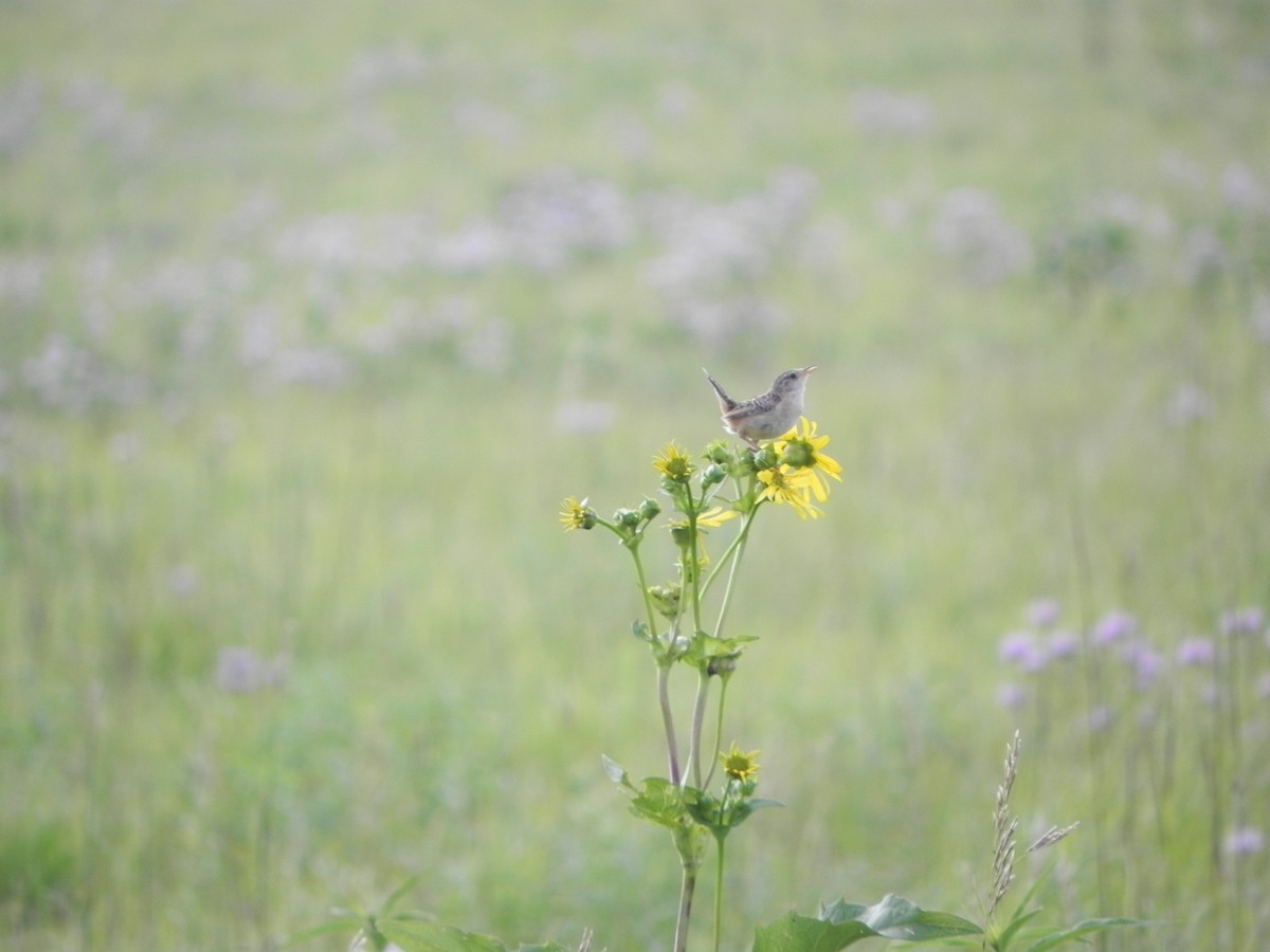 Sedge Wren - ML173124041