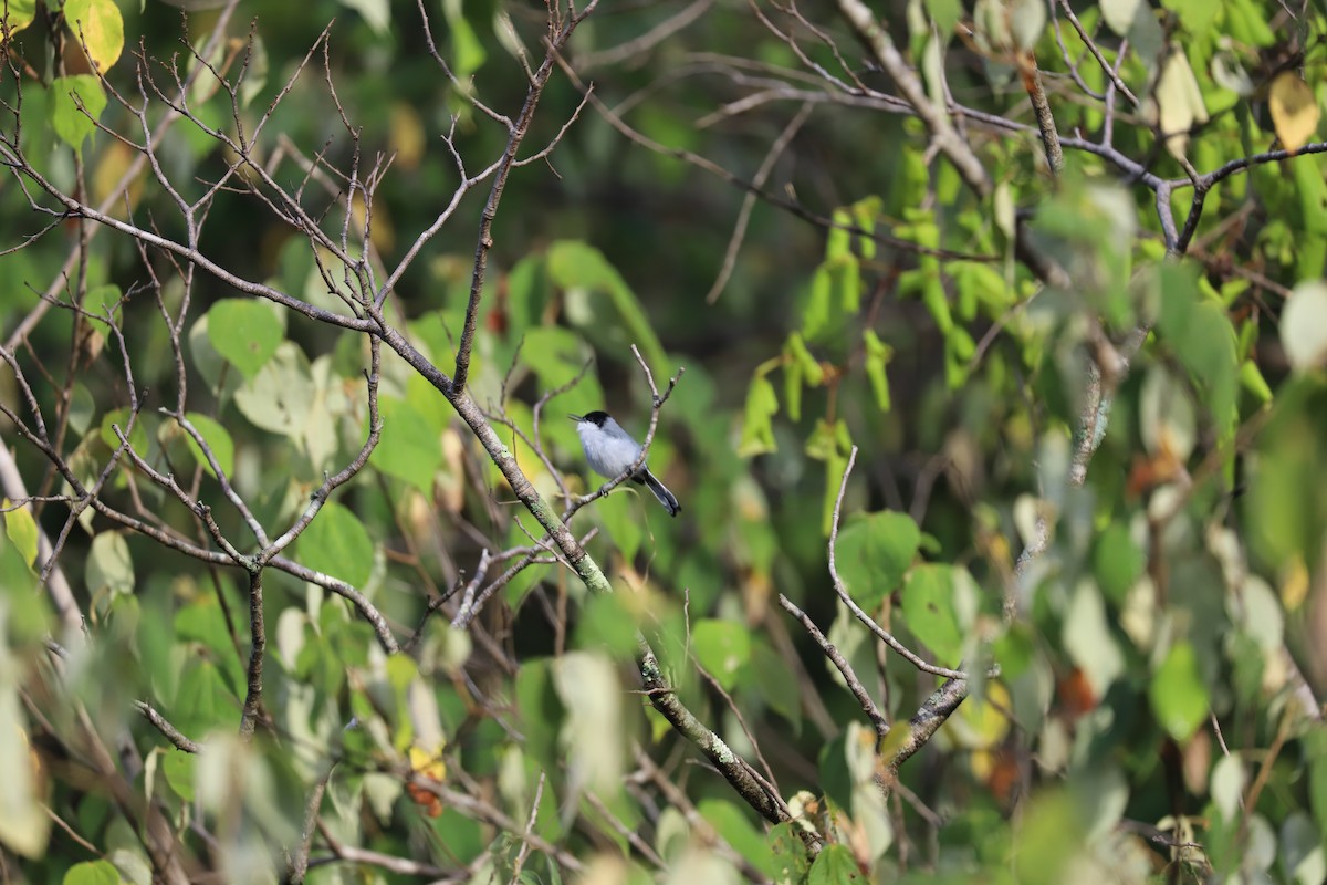 White-lored Gnatcatcher - ML173124281