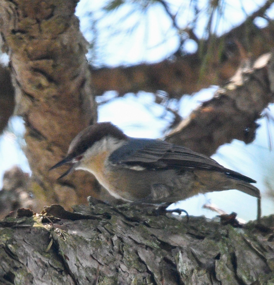 Brown-headed Nuthatch - ML173125021