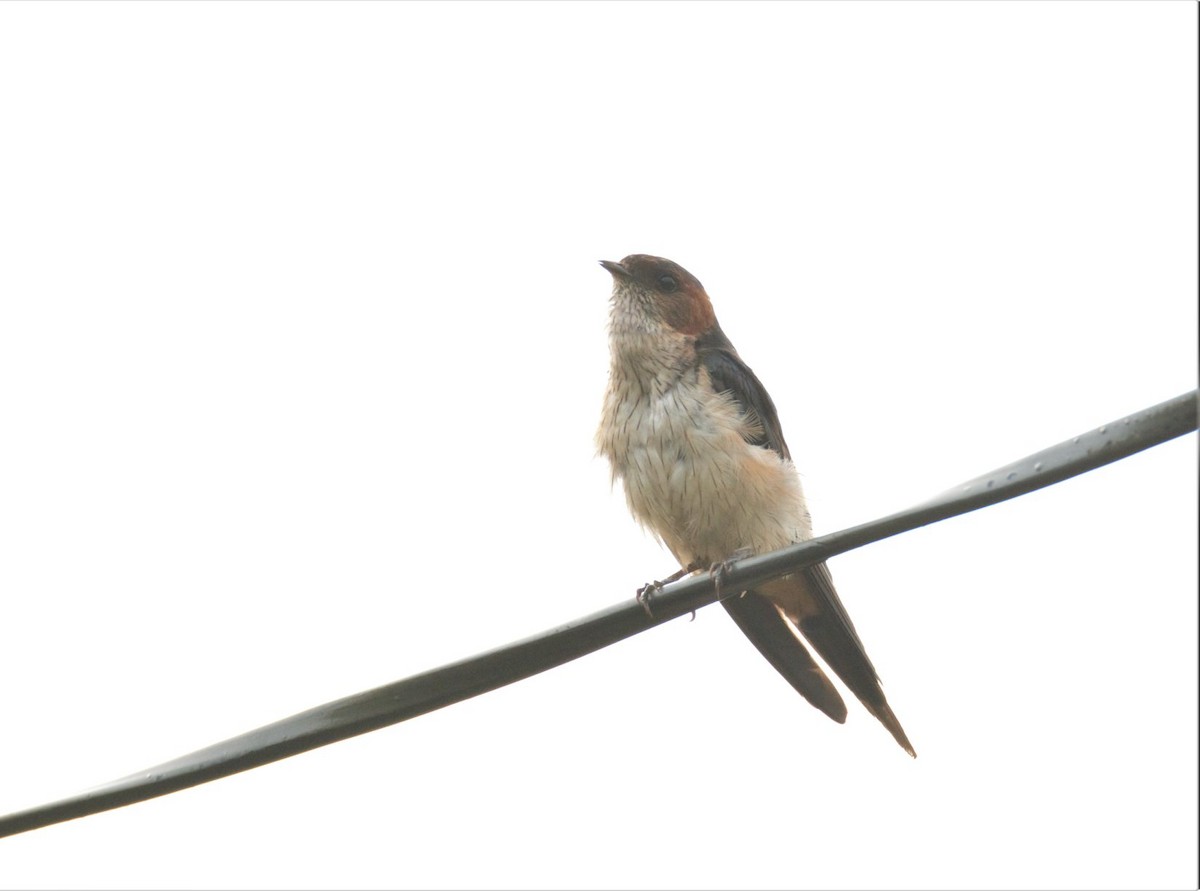 Red-rumped Swallow - ML173125031