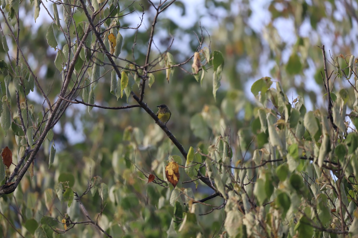 Chestnut-capped Warbler - ML173127871