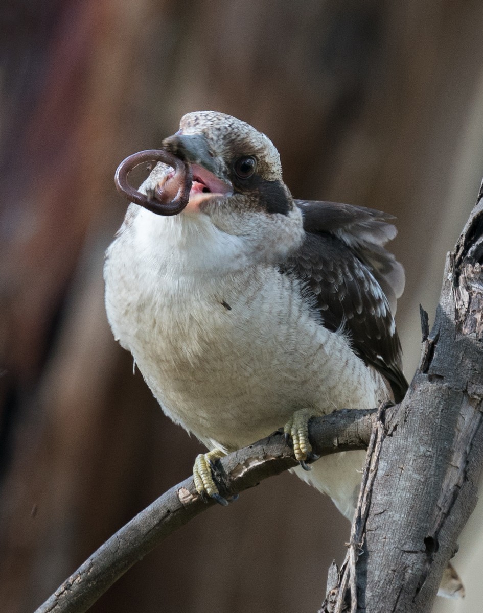 Laughing Kookaburra - ML173127881