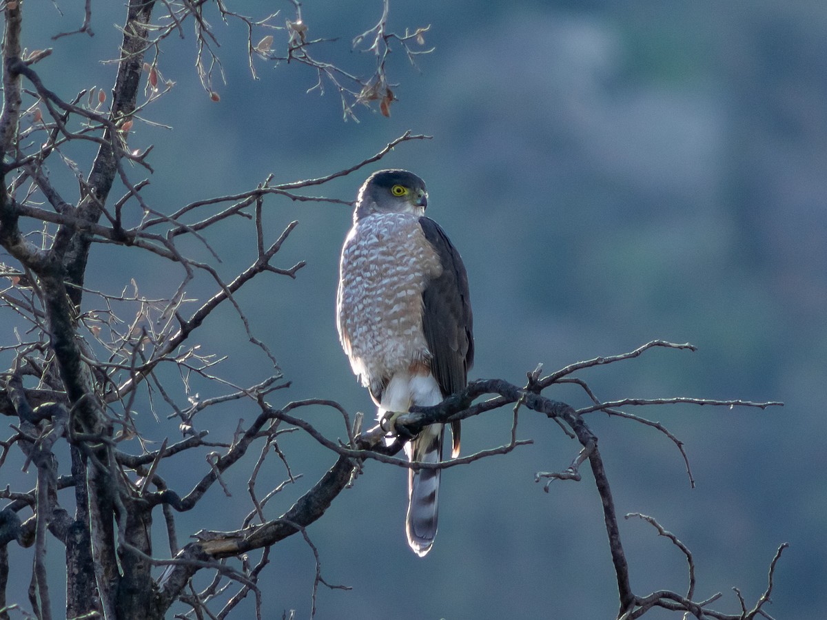 Chilean Hawk - Evelyn Henriquez