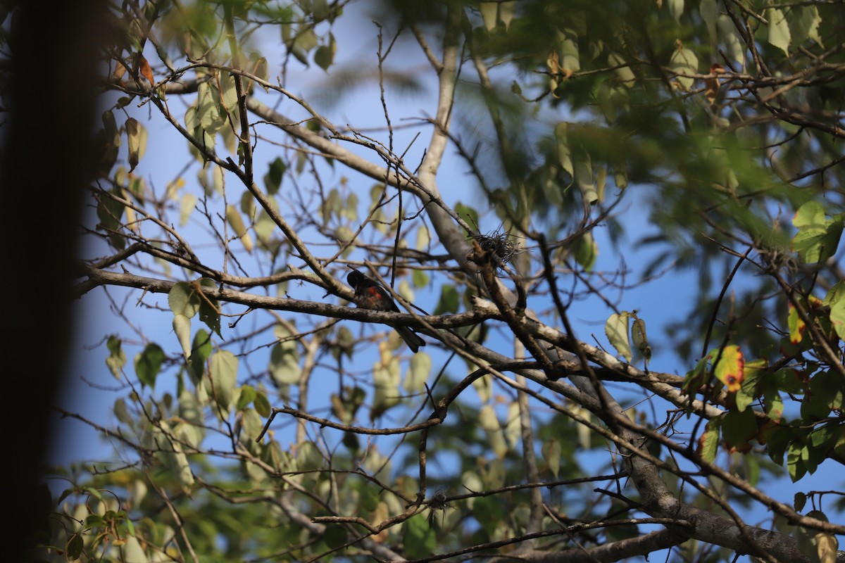 Painted Redstart - ML173128391