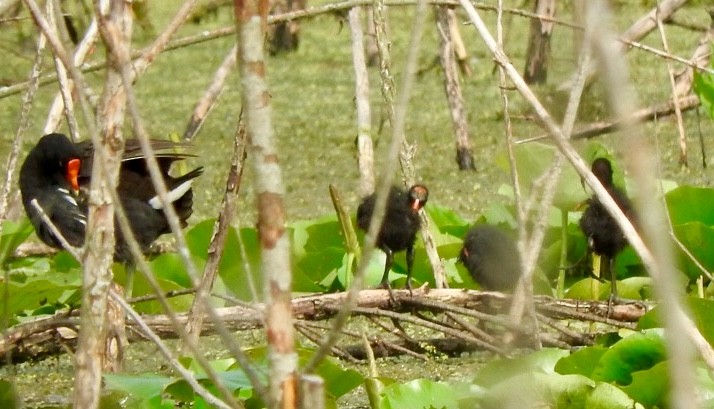 Common Gallinule - ML173128421