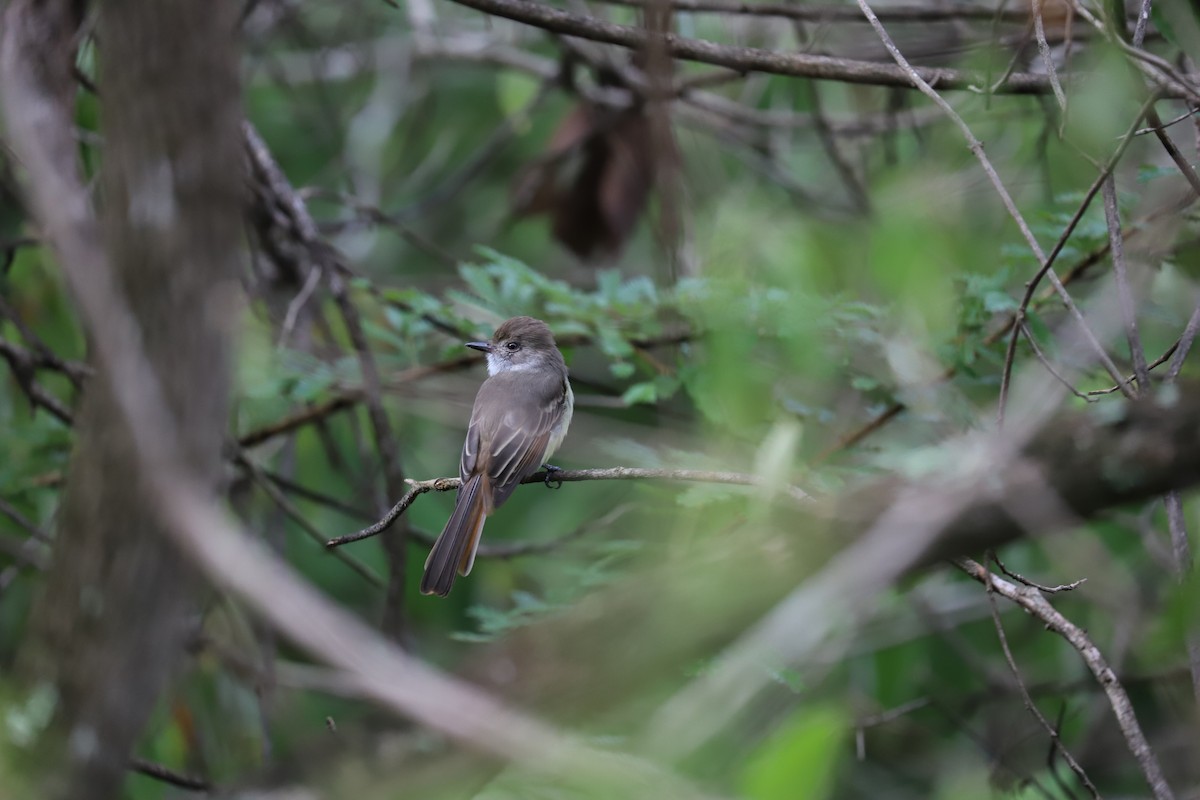 Nutting's Flycatcher - ML173129251