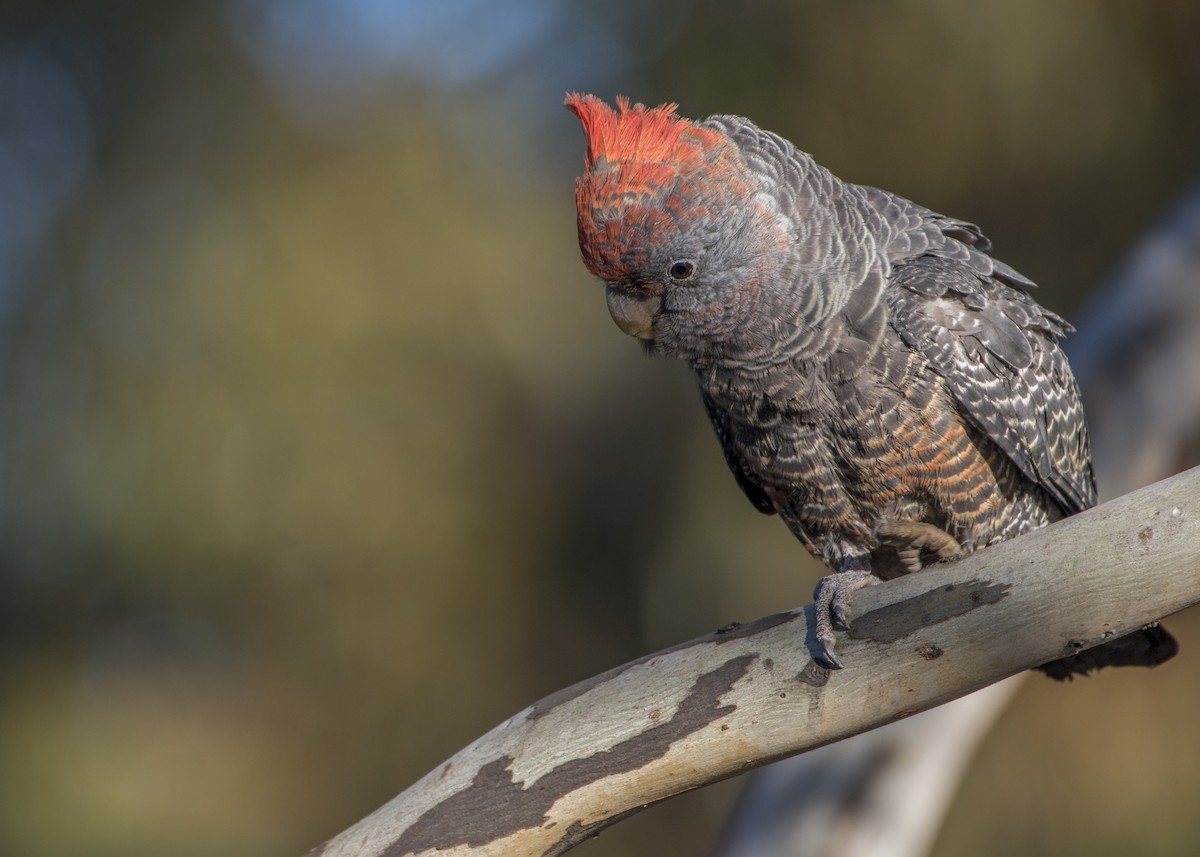 Cacatoès à tête rouge - ML173129301