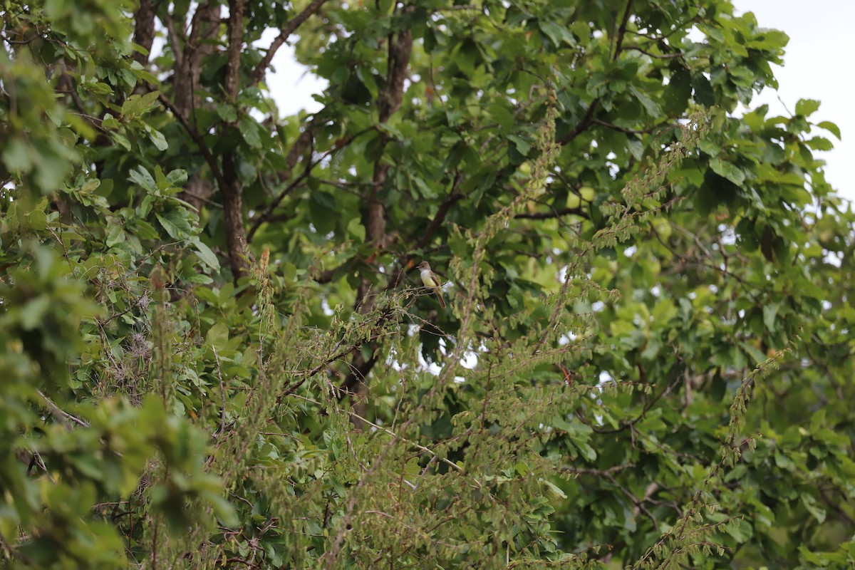 Dusky-capped Flycatcher - ML173129761