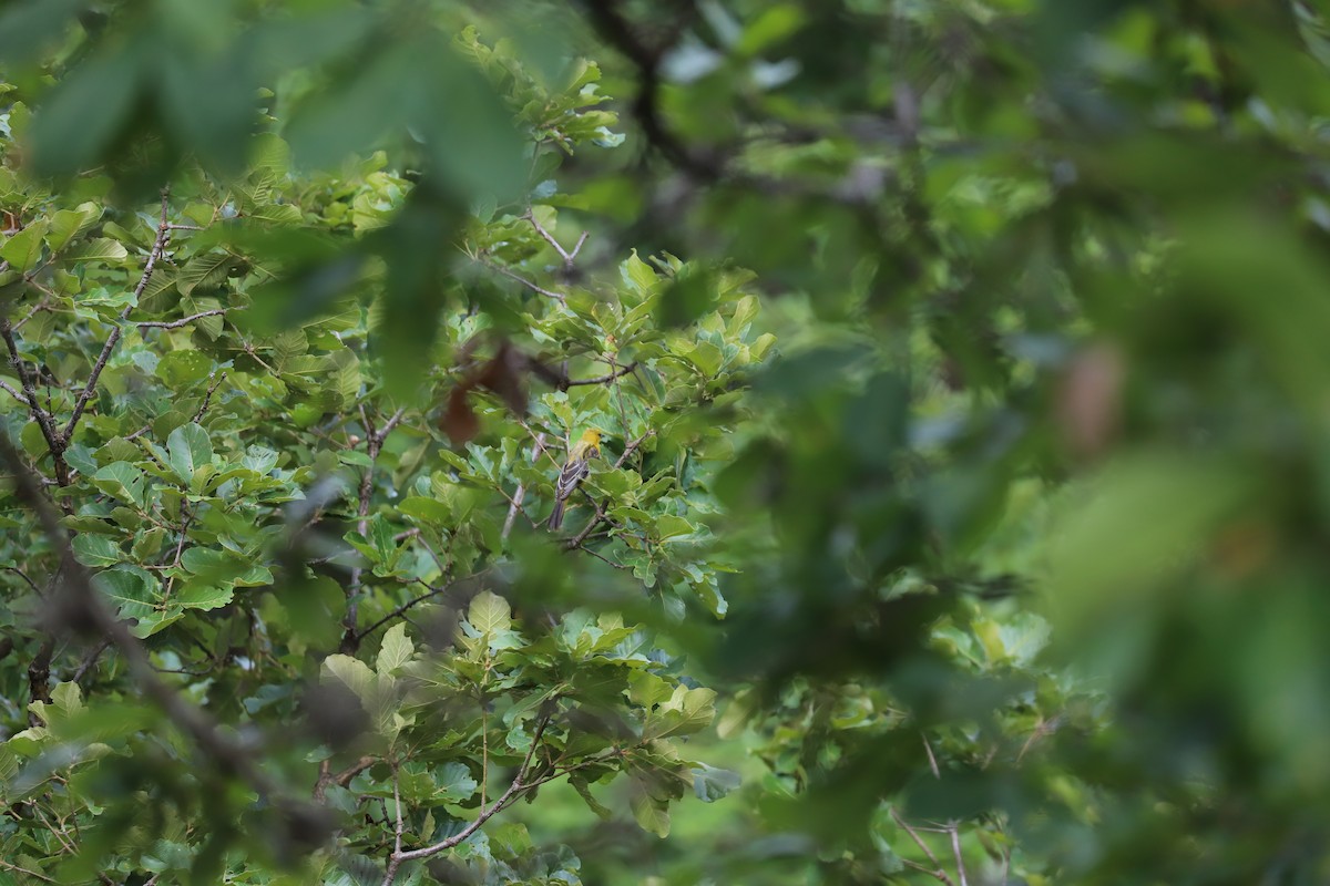 Streak-backed Oriole - ML173130201