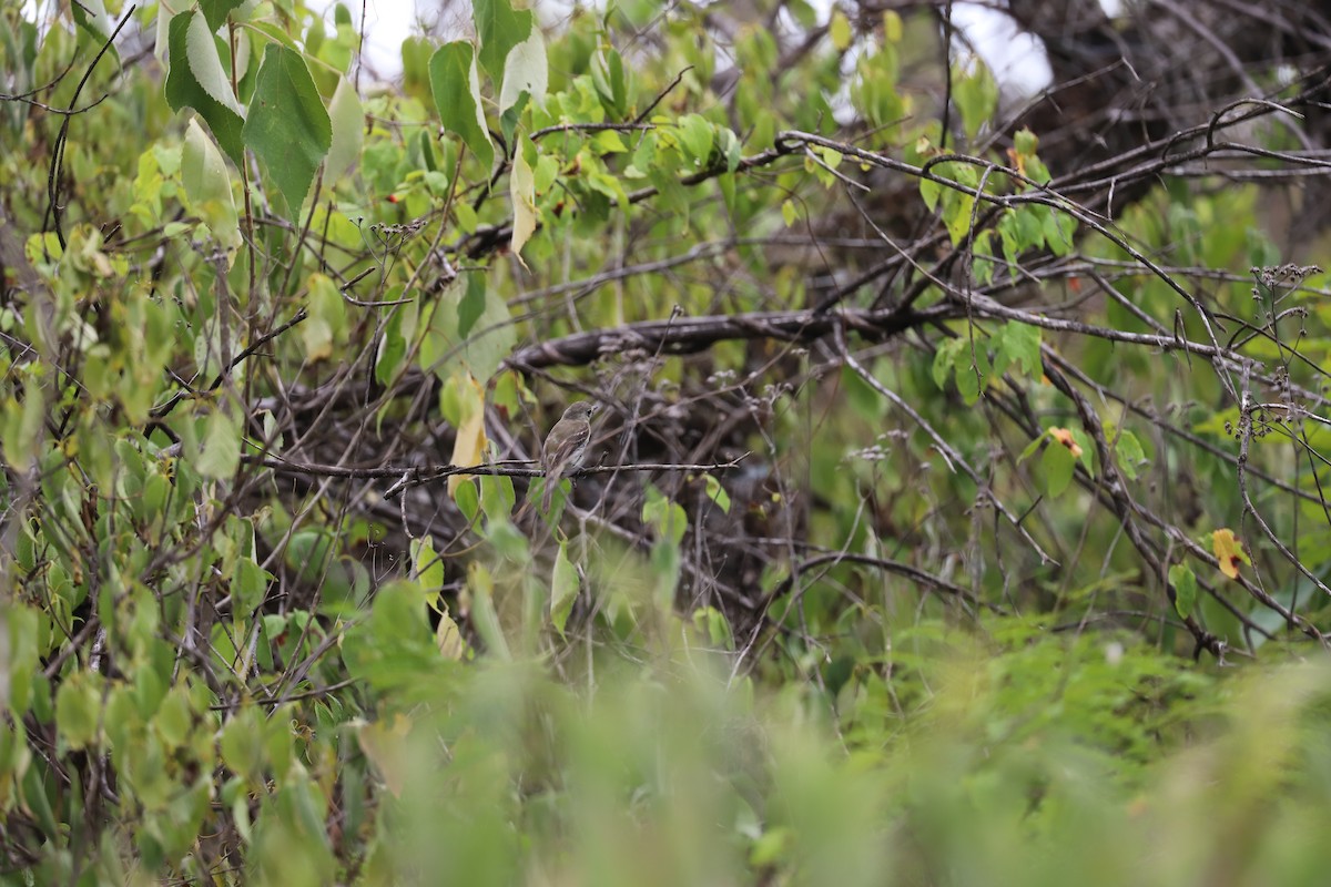 Least Flycatcher - ML173130851