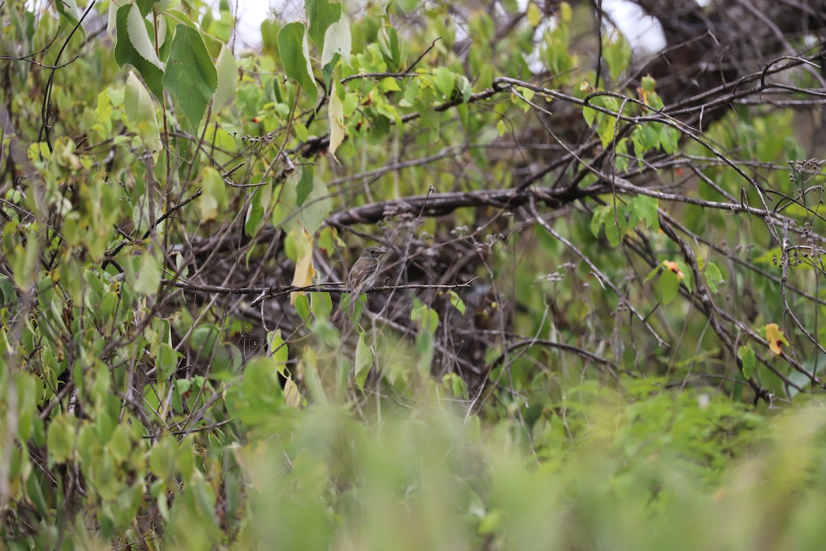 Least Flycatcher - ML173131011