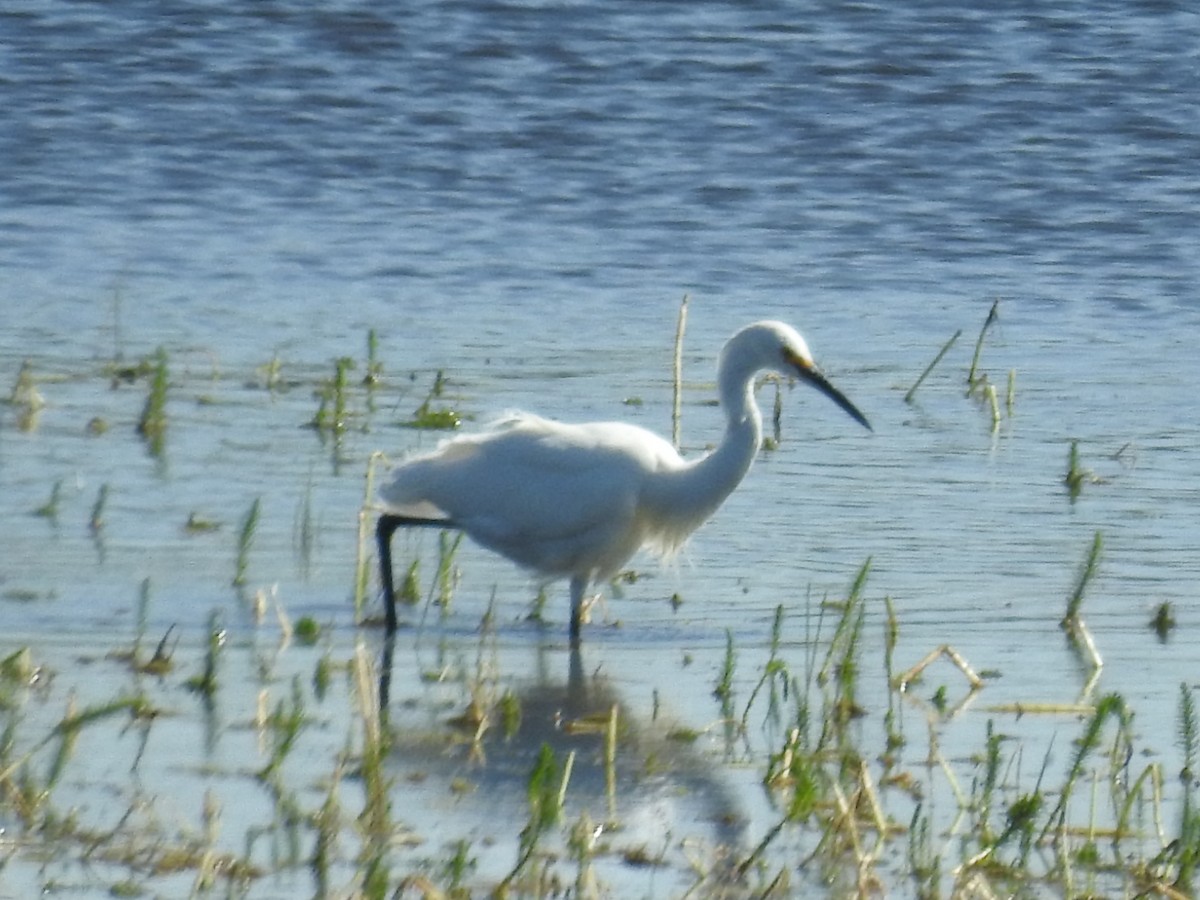 Snowy Egret - ML173131021