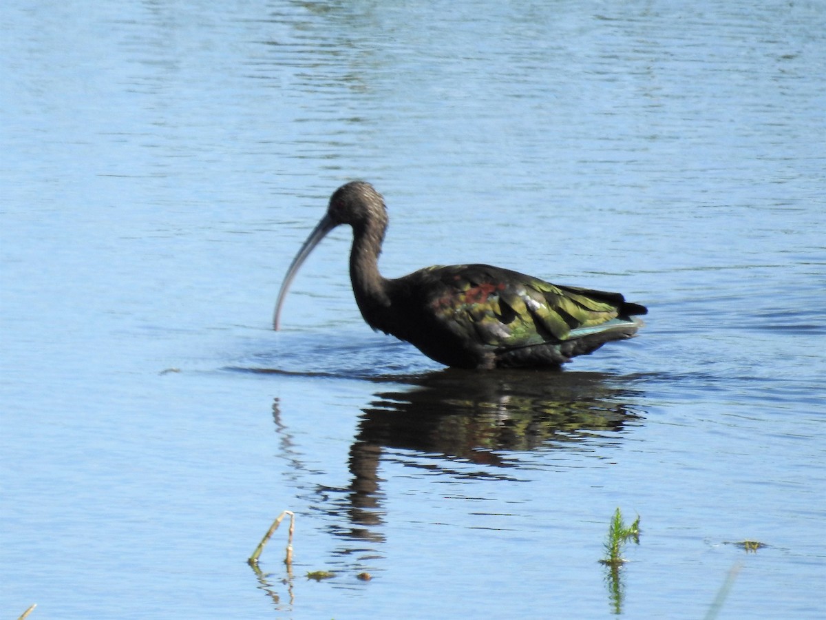 ibis americký - ML173131061