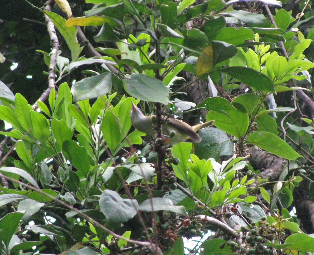 korthalevireo - ML173131191