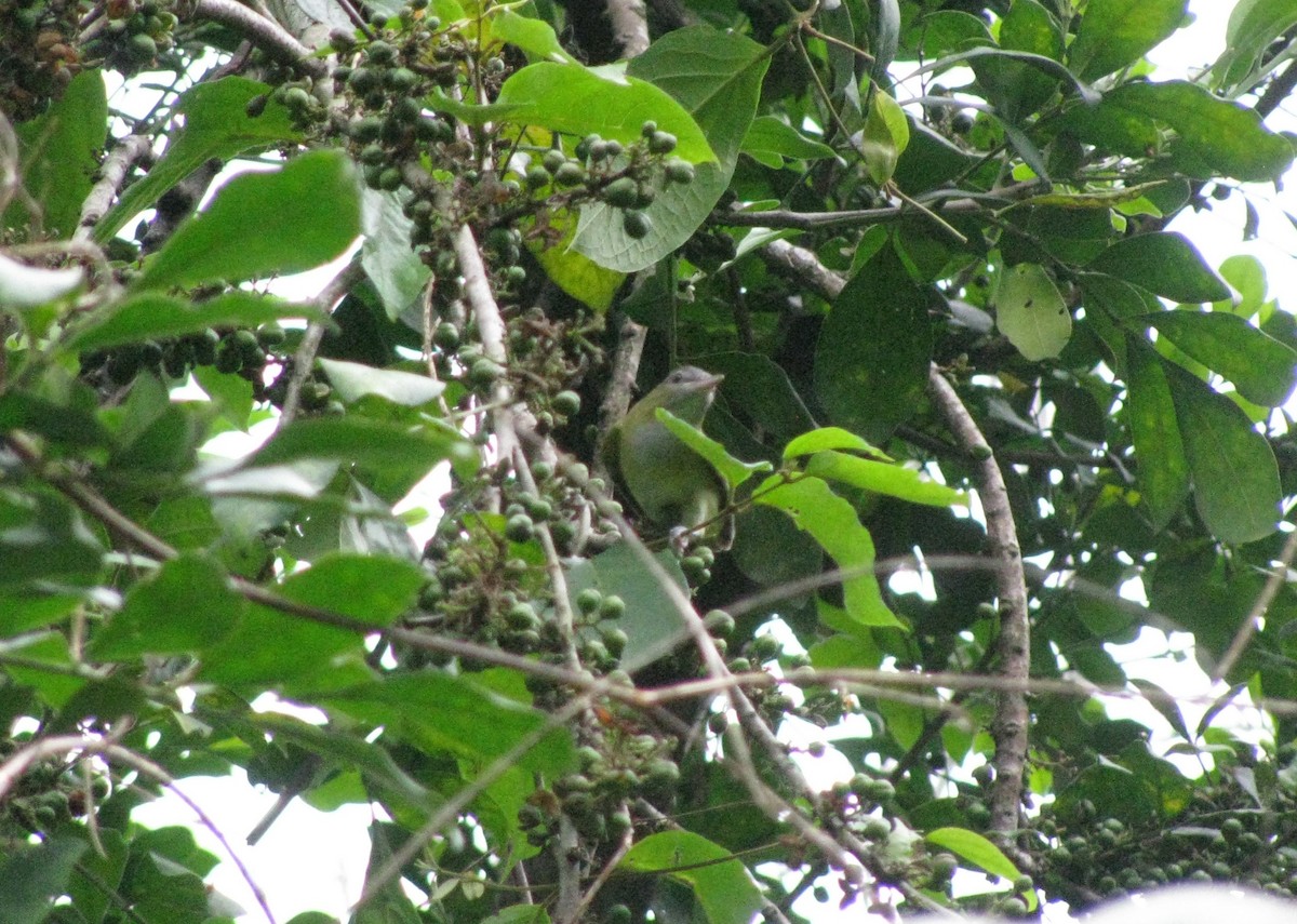 Yellow-green Vireo - Kevin Serrano Serrano