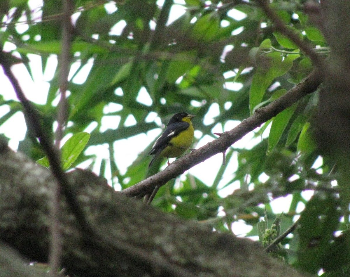 Lesser Goldfinch - ML173132171