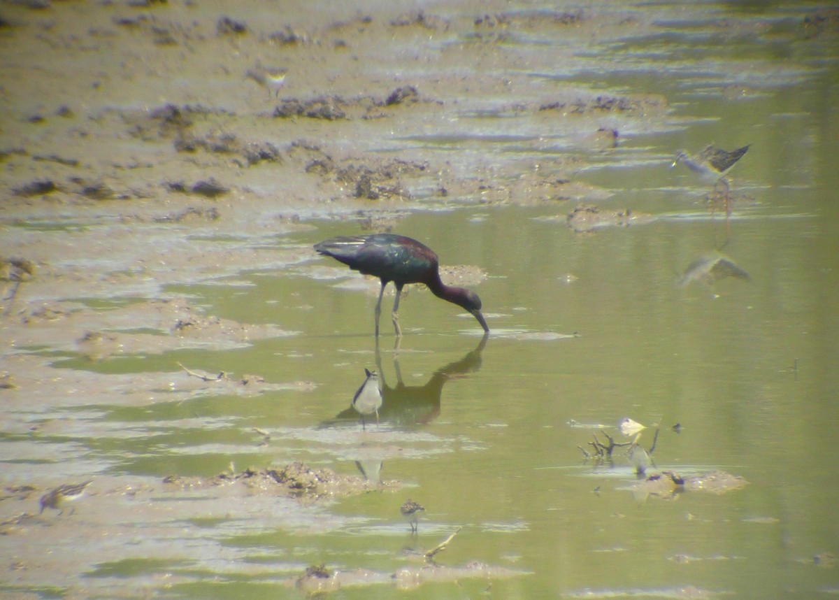 ibis hnědý - ML173132341