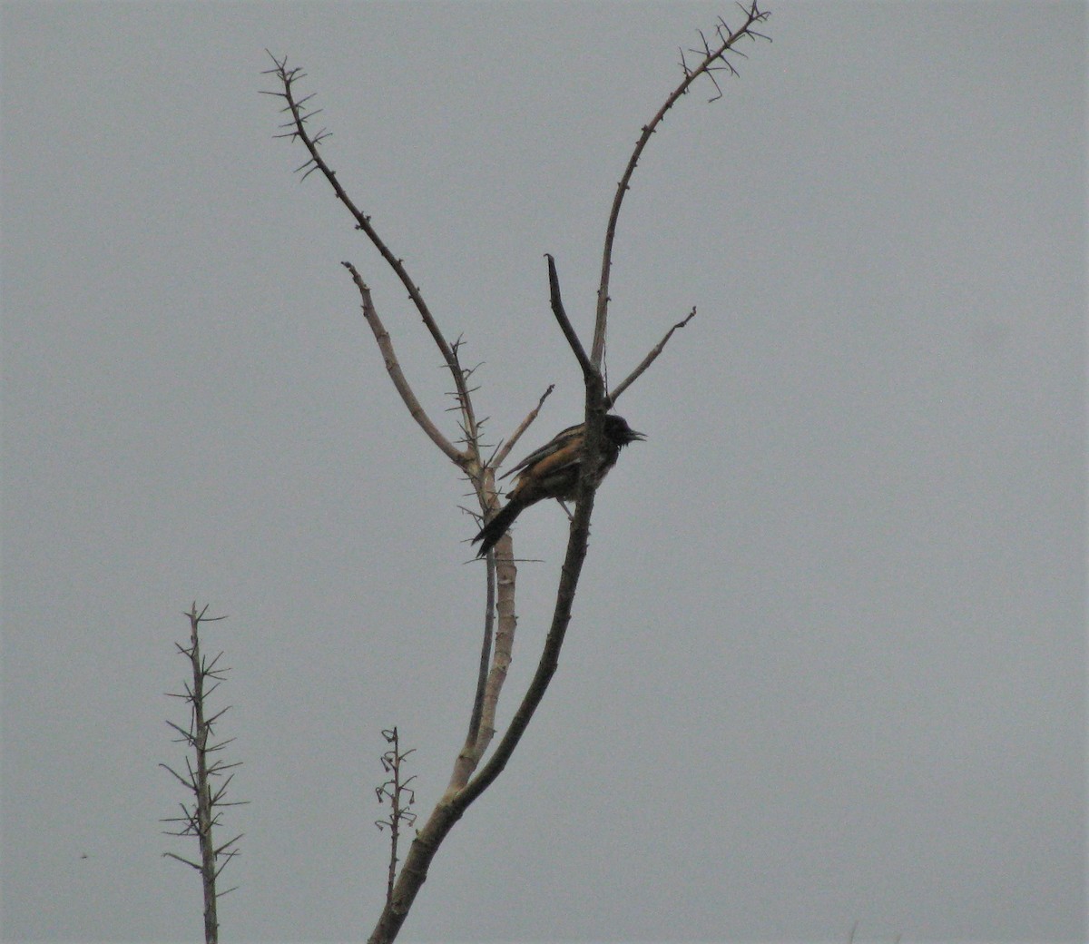 Orchard Oriole - ML173132721