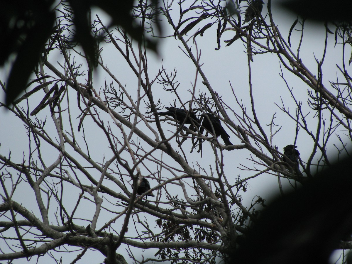 Bronzed Cowbird - ML173133911