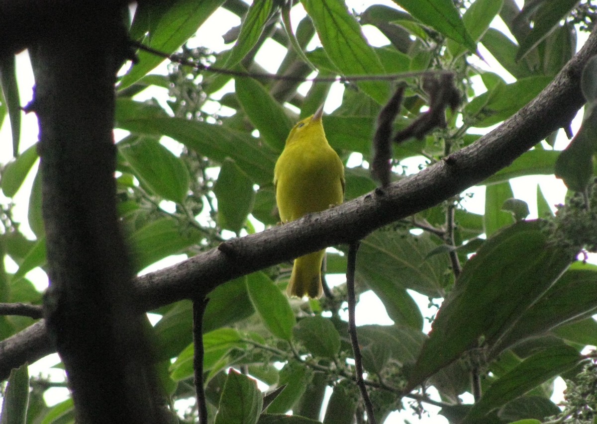 Yellow Warbler - ML173134171