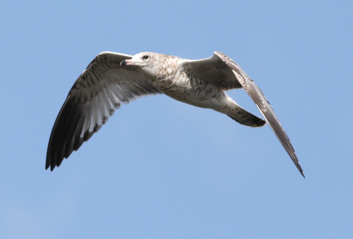 Ring-billed Gull - Irene Crosland