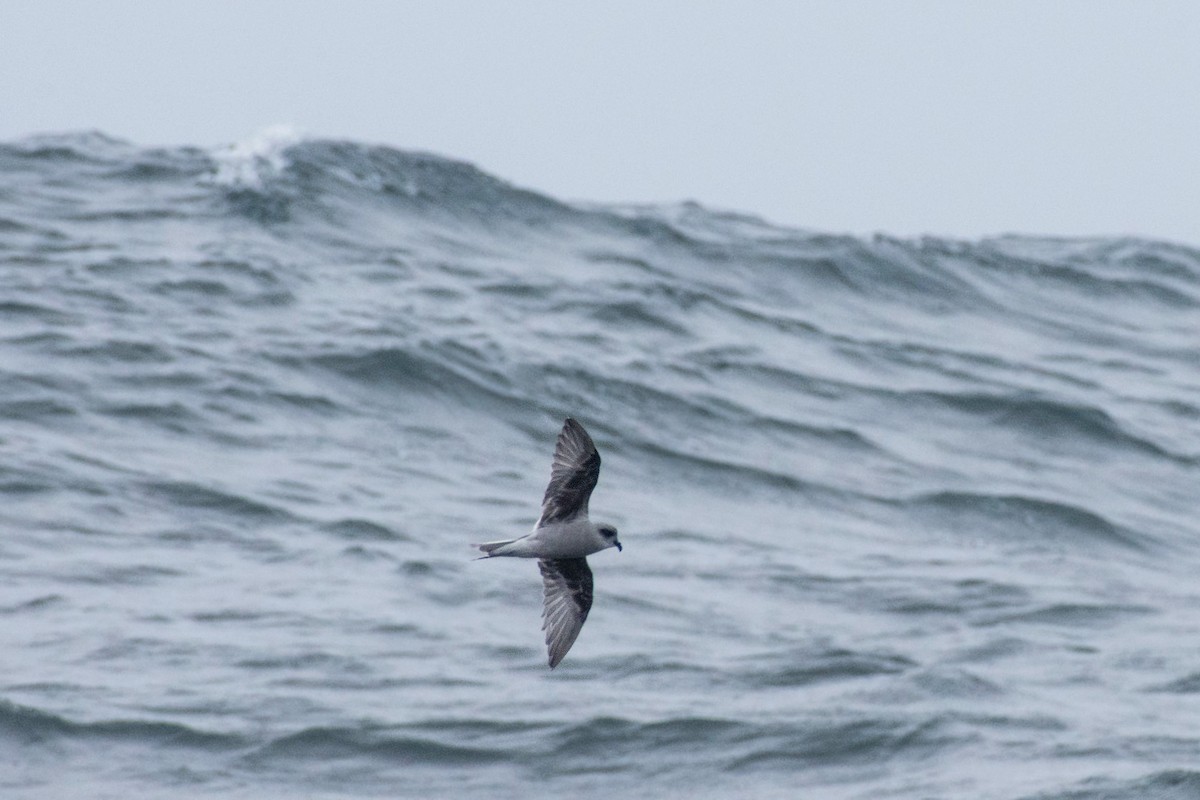 Fork-tailed Storm-Petrel - ML173136371