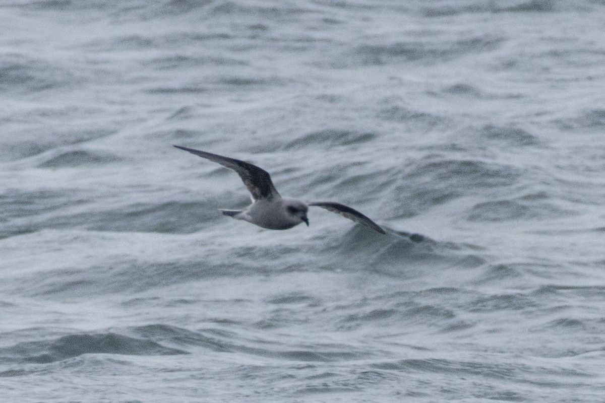 Fork-tailed Storm-Petrel - ML173136401
