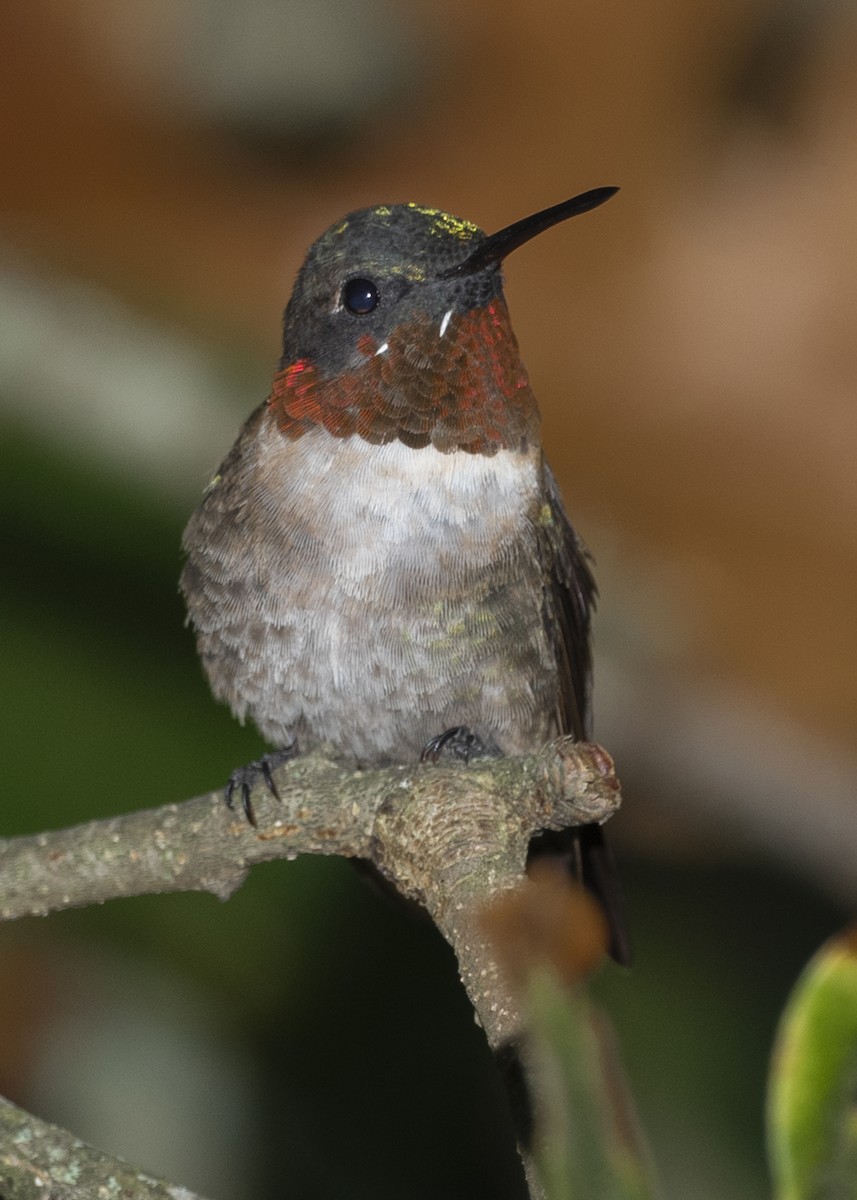 Ruby-throated Hummingbird - Michael Linz