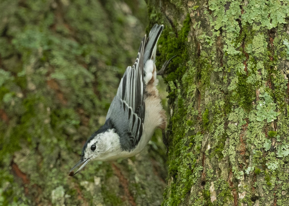 White-breasted Nuthatch - Michael Linz