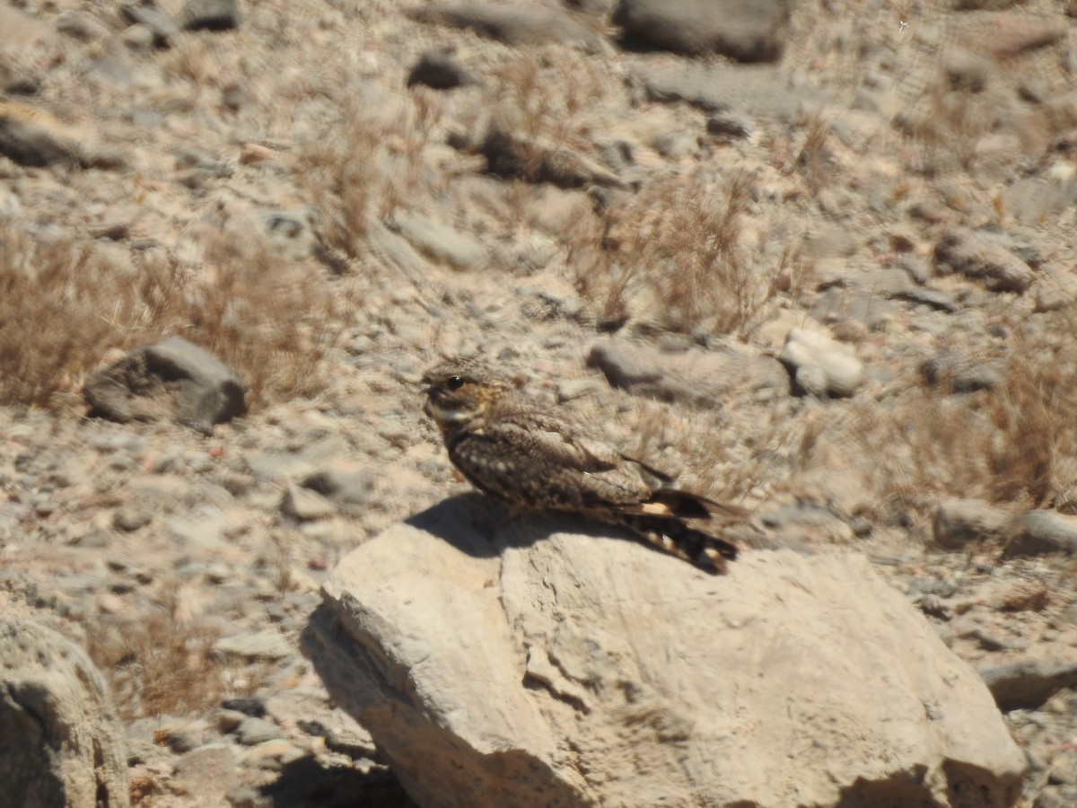 Lesser Nighthawk - ML173137481