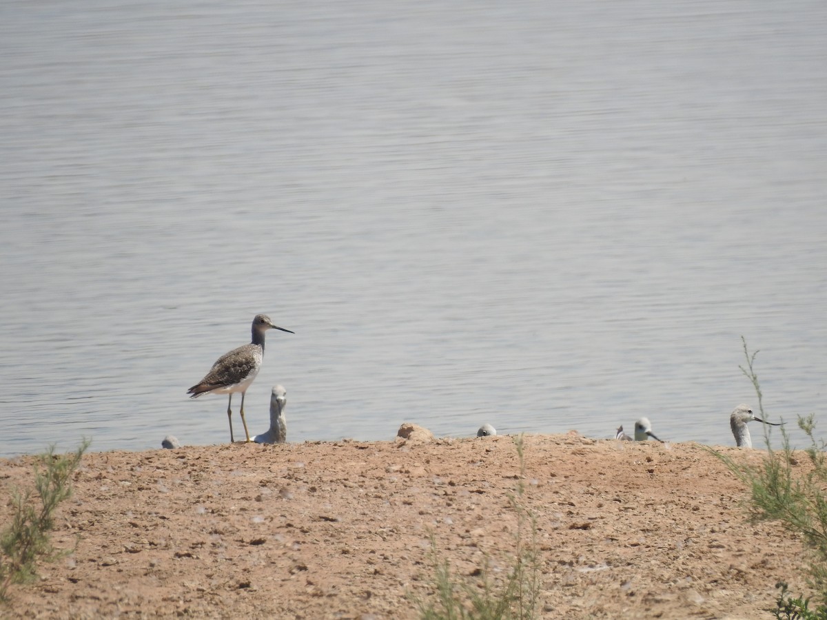 Greater Yellowlegs - ML173137651