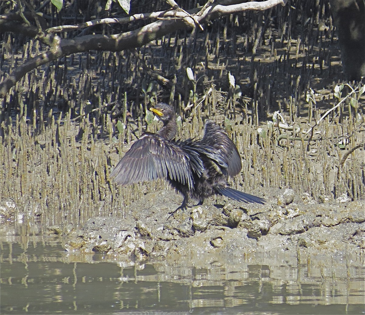 Little Pied Cormorant - Noel Ward