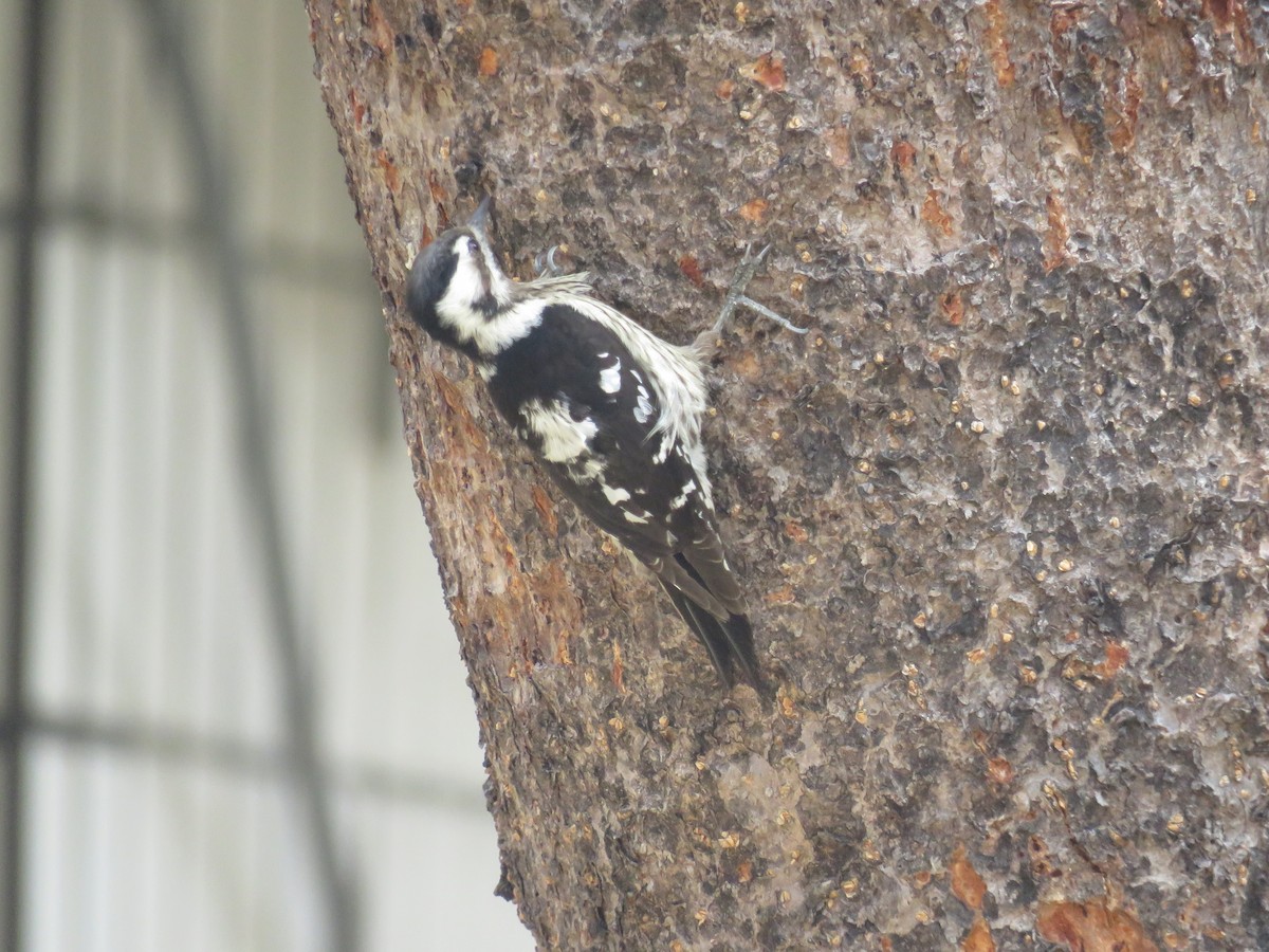 Gray-capped Pygmy Woodpecker - ML173140691