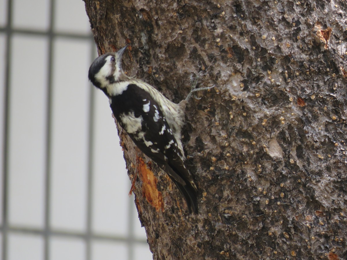 Gray-capped Pygmy Woodpecker - ML173140731