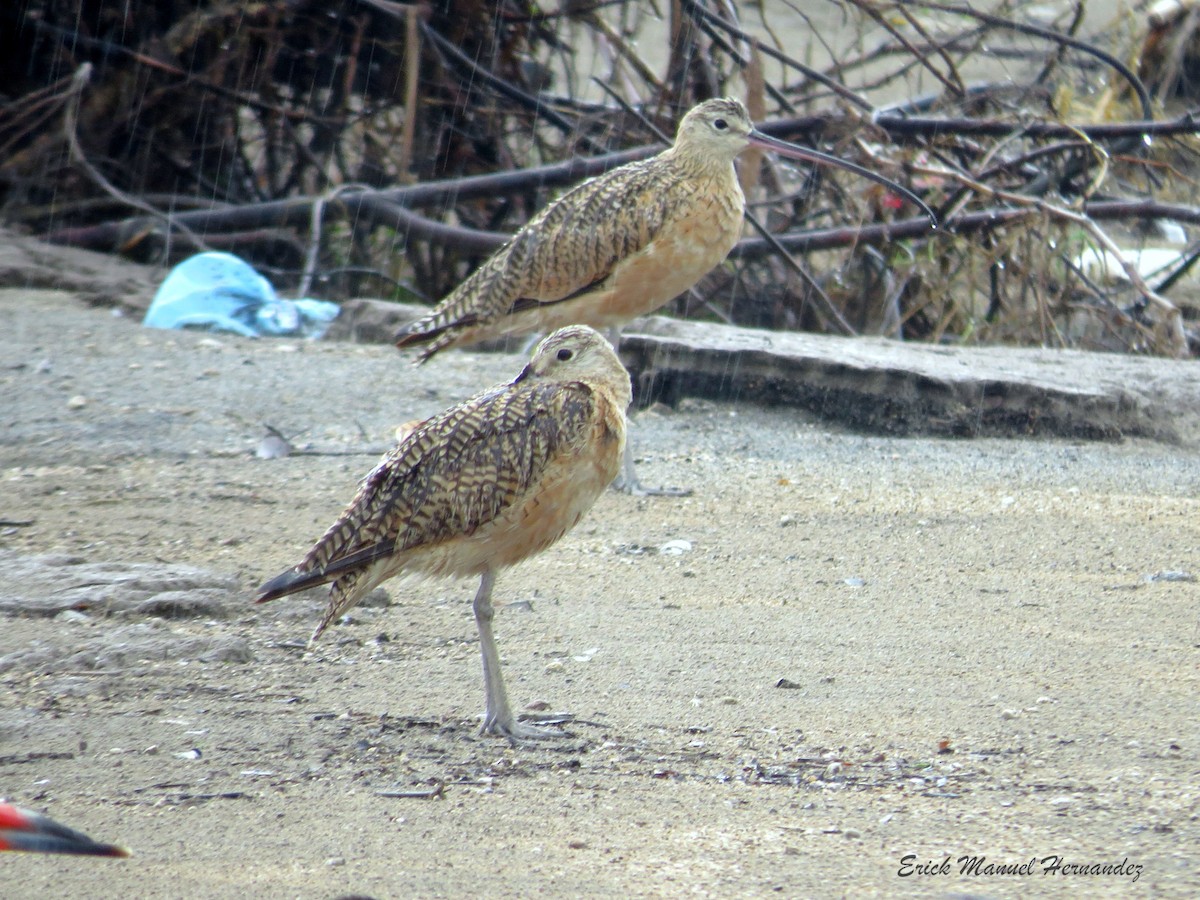 Long-billed Curlew - ML173141351