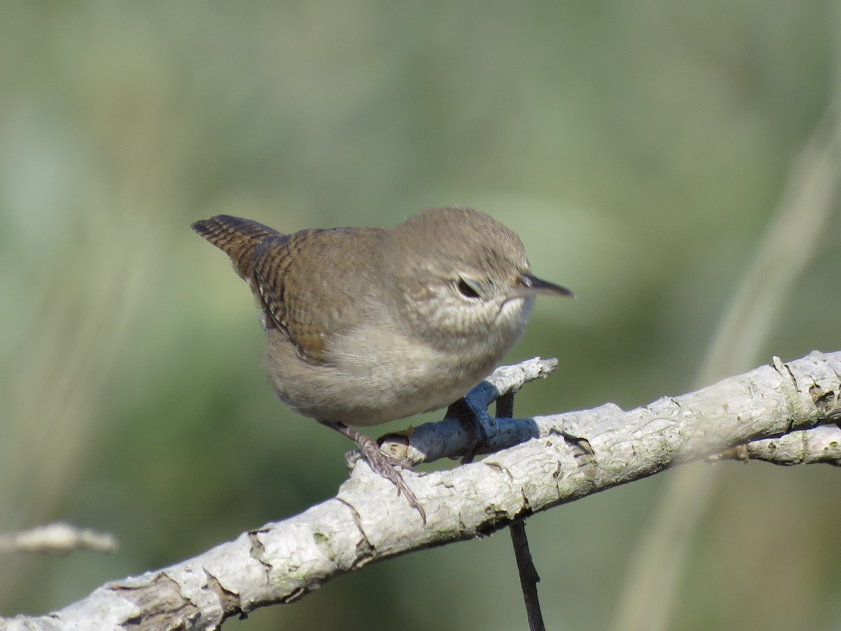 House Wren - ML173141881