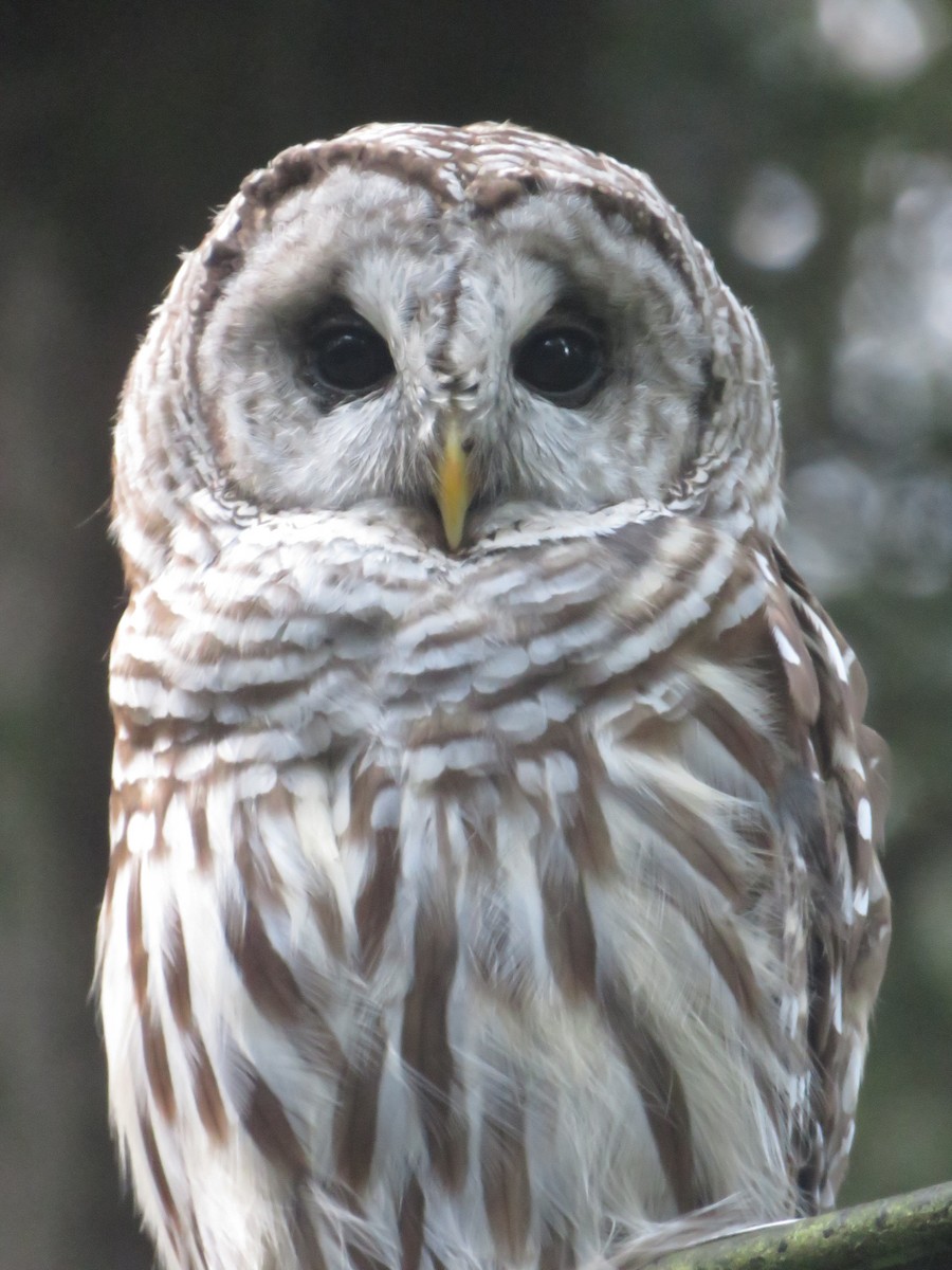 Barred Owl - ML173144371