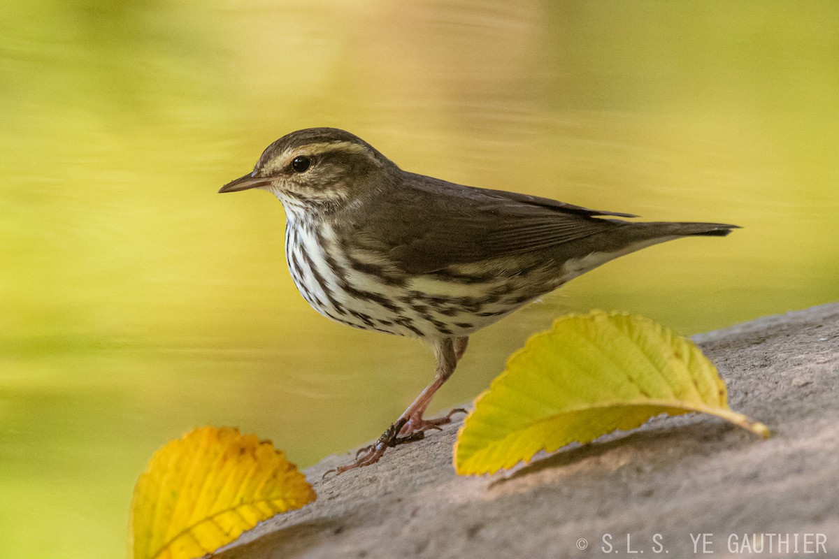 Northern Waterthrush - ML173146431