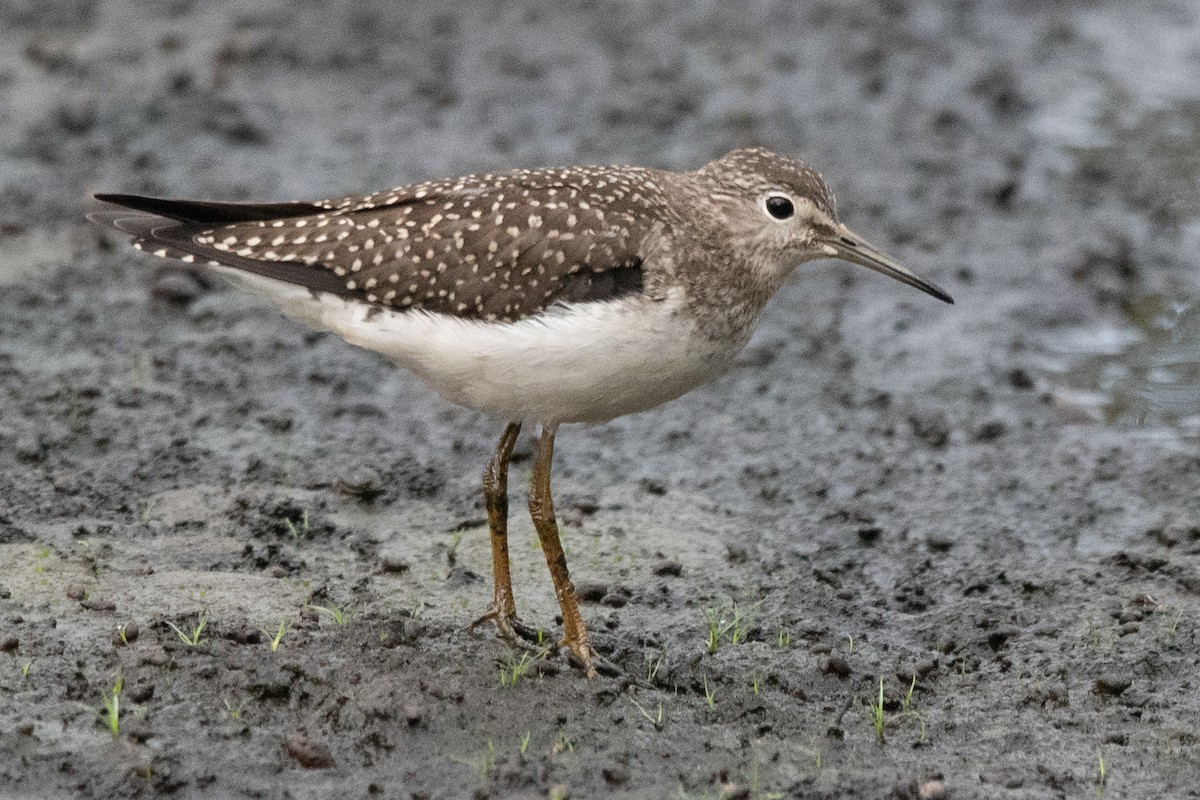 Solitary Sandpiper - ML173146581