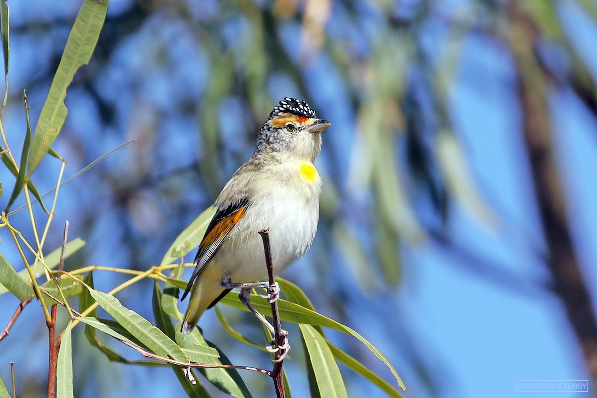 Red-browed Pardalote - Roksana and Terry