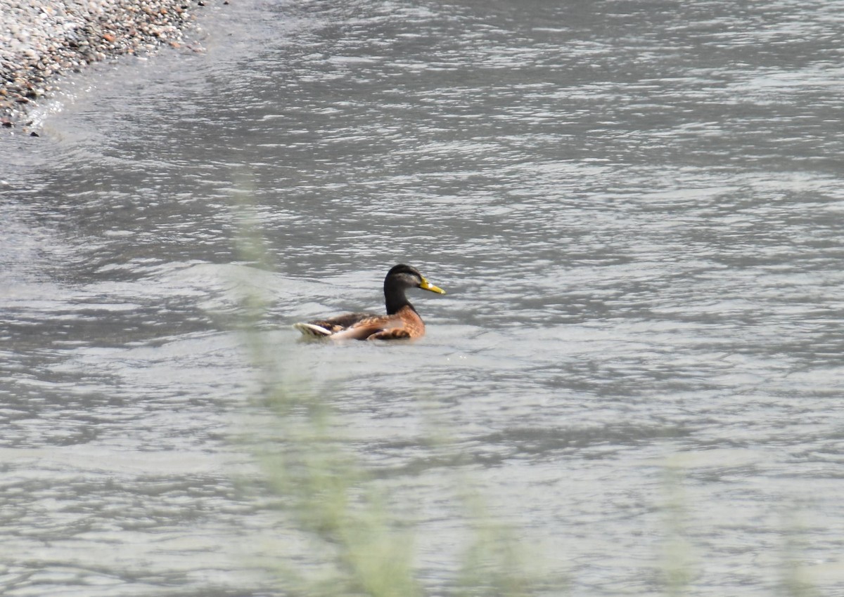 Stockente - ML173151581