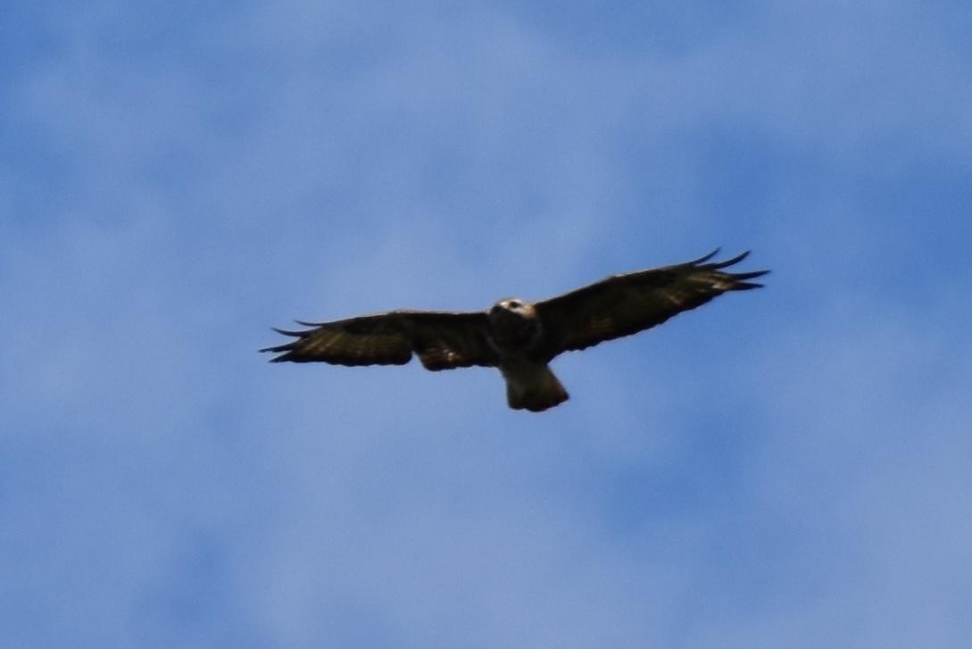 Mäusebussard - ML173151631