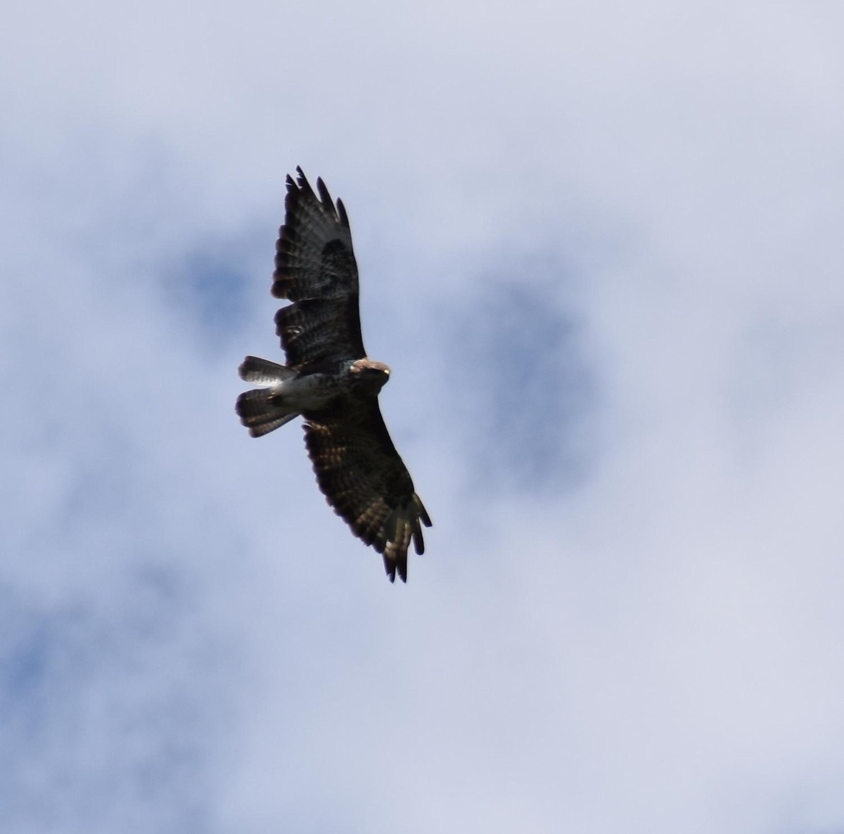Mäusebussard - ML173151641