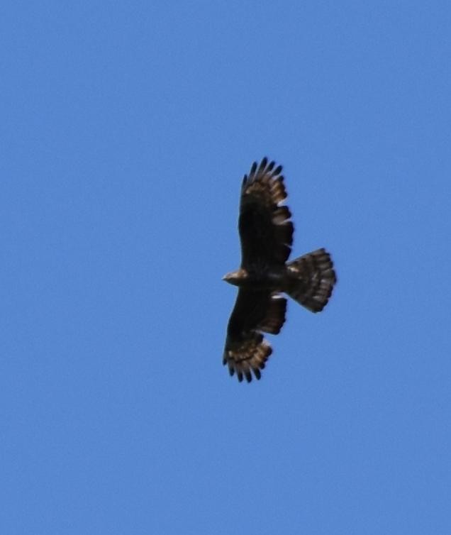 Wespenbussard - ML173151671