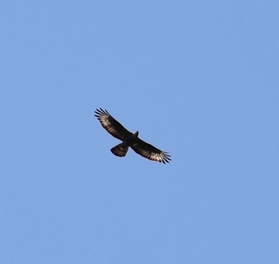 Wespenbussard - ML173151681