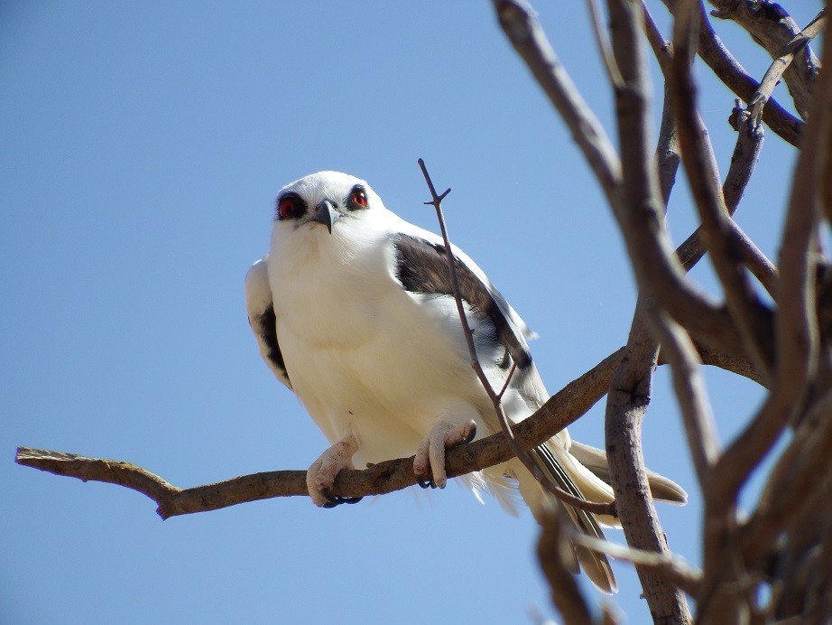 Letter-winged Kite - Noel Luff