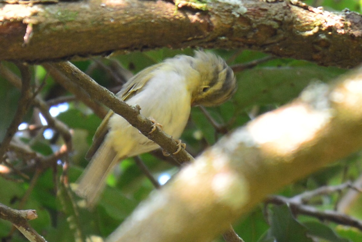 Tickell's Leaf Warbler (Tickell's) - ML173152921
