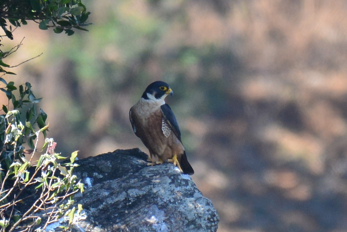 Peregrine Falcon (Shaheen) - Renuka Vijayaraghavan