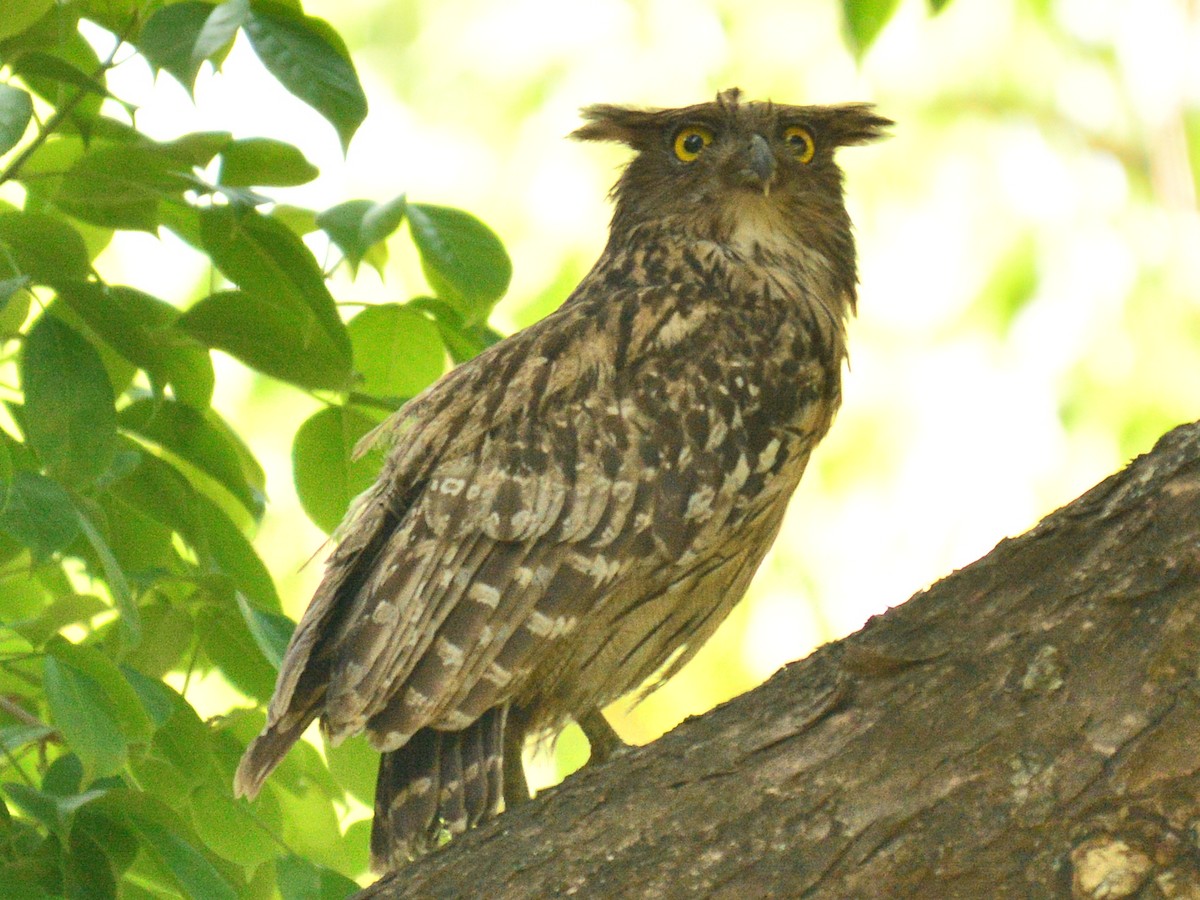 Brown Fish-Owl - ML173154641