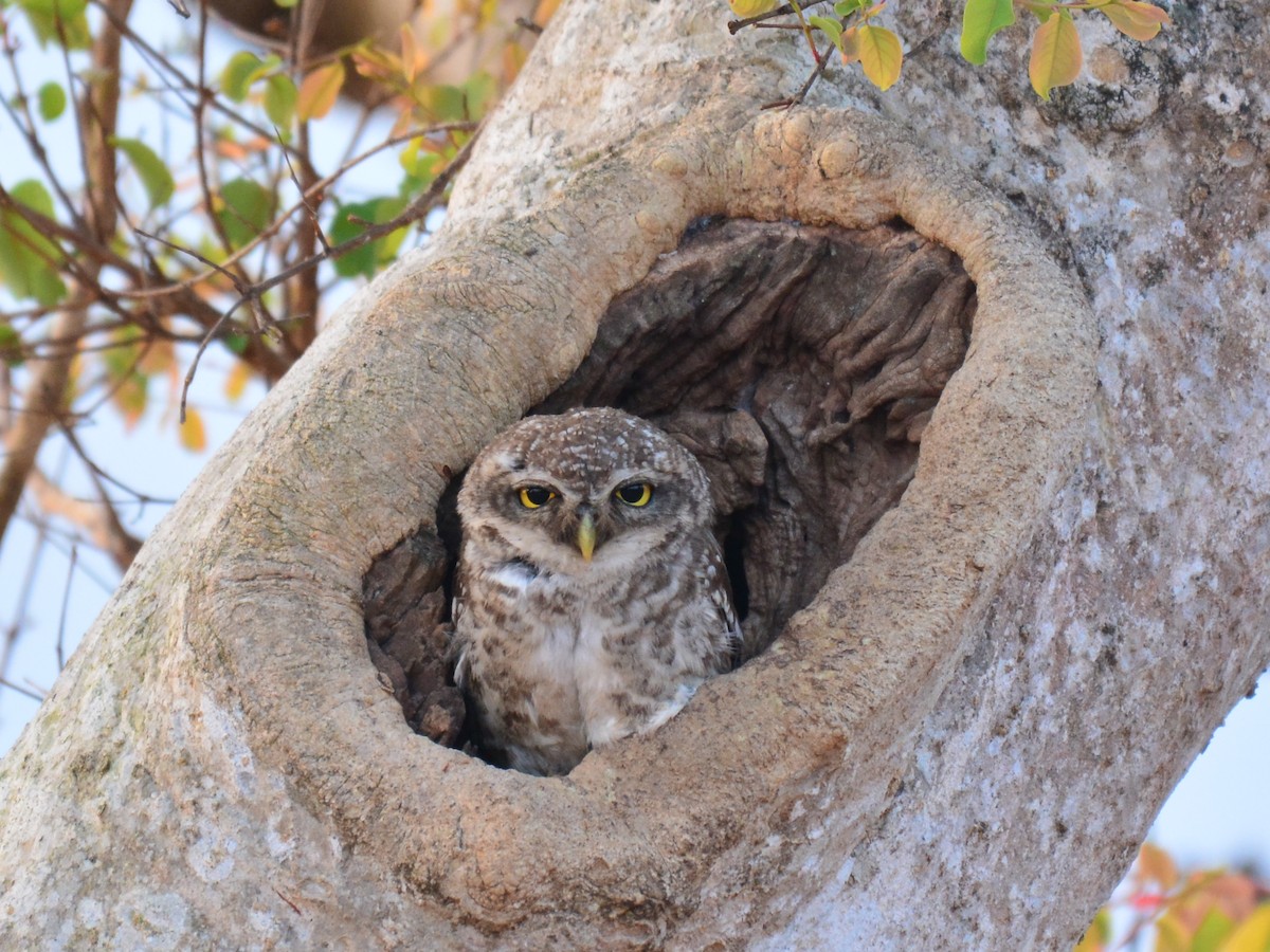 Spotted Owlet - ML173155031